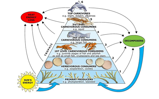 Ecosystem Approach to Fisheries Management (EAFM): A Tool for Balancing Ecological Wellbeing and Human Wellbeing through Appropriate Governance