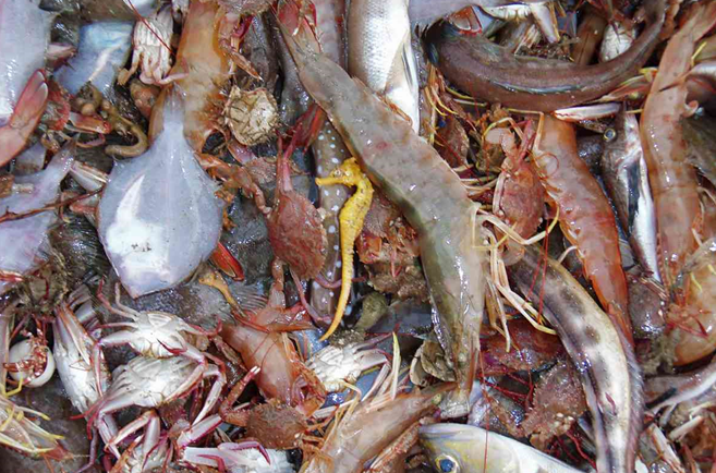 Trash Fish: Really Trash or Treasure?