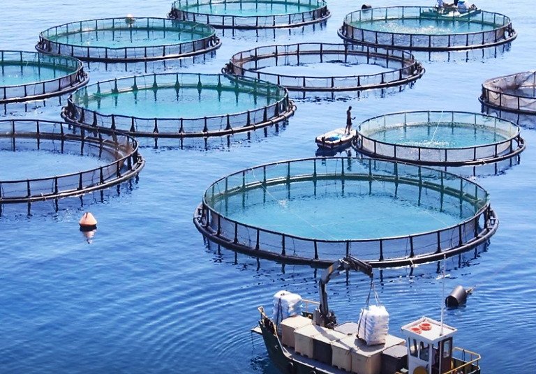 Mariculture Prospects for Economic Sustainability