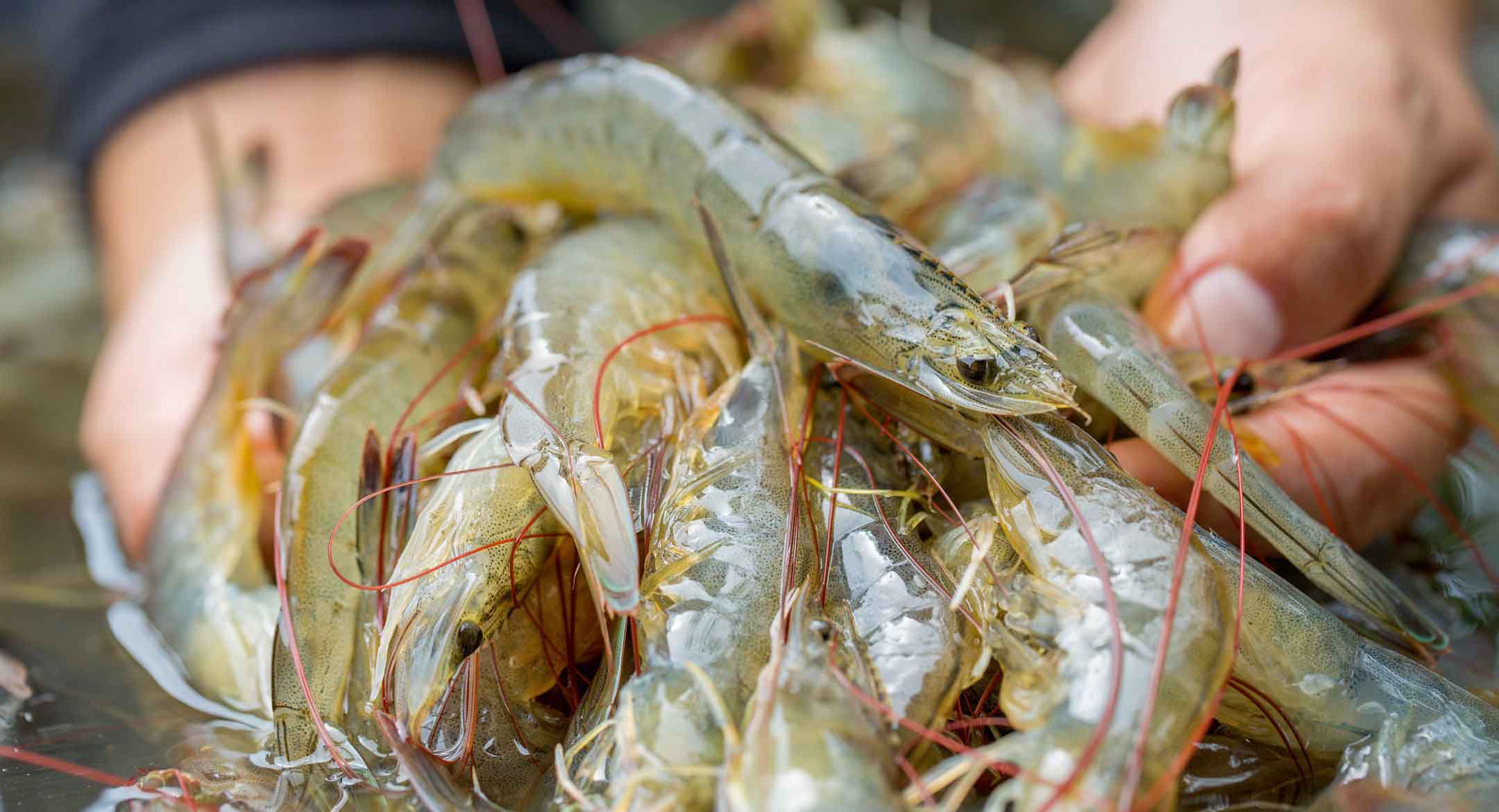 Vannamei Shrimp Farming in Bangladesh: Stepping Towards Substantial Blue Economic Growth
