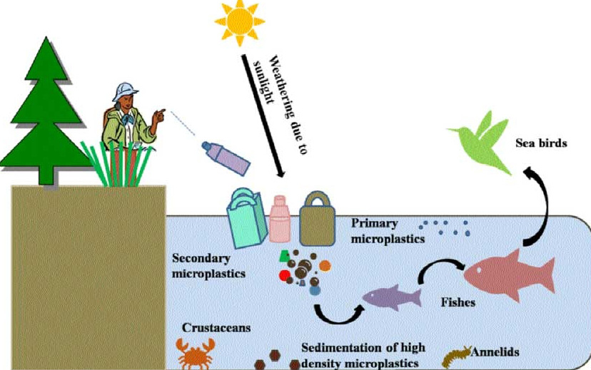 Look Out! The Invisible Threat of Microplastic